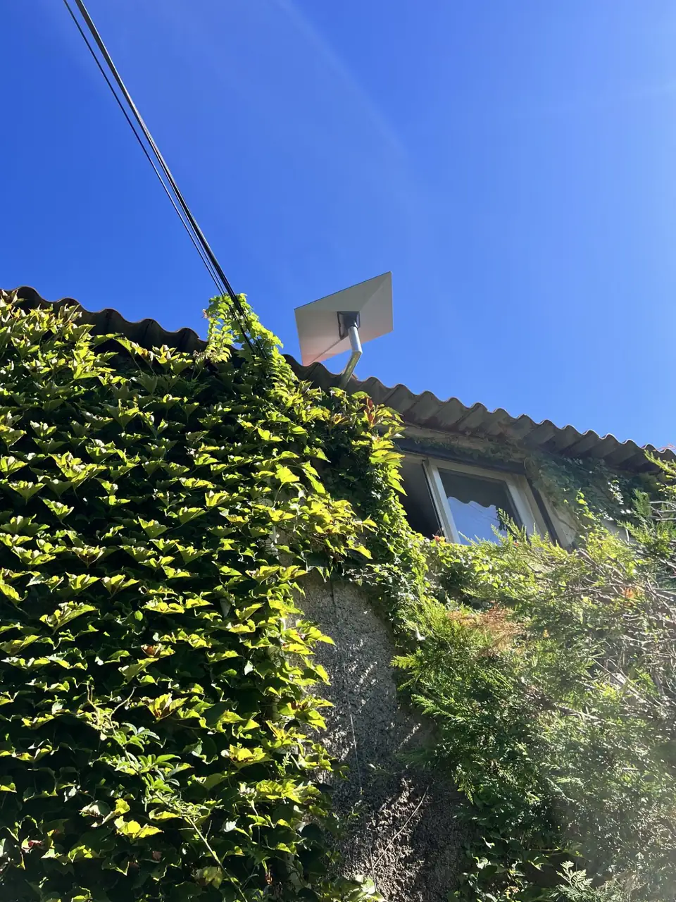 Maison avec lierre